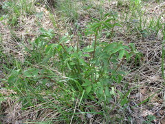 Vicia venosa baicalensis