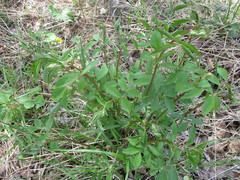 Vicia venosa baicalensis