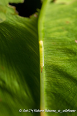 Eupanacra