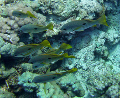 Lutjanus ehrenbergii