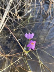 Utricularia purpurea image