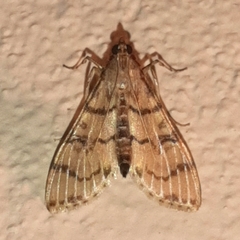 Azochis
