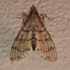 Azochis