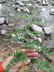 Astragalus penduliflorus