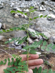 Astragalus penduliflorus