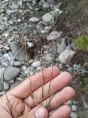 Poa glauca