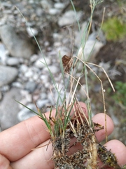 Poa glauca