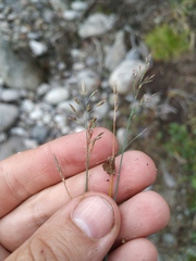 Poa glauca