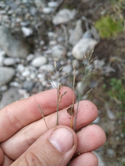 Poa glauca