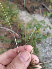 Poa glauca