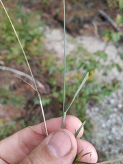 Poa glauca