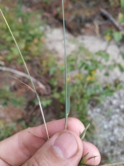 Poa glauca