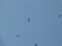 Mycteria leucocephala