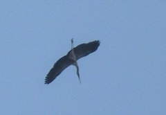 Mycteria leucocephala