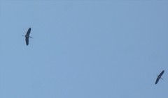 Mycteria leucocephala