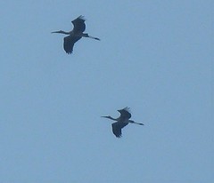 Mycteria leucocephala