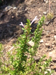 Clinopodium chilense