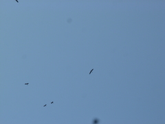 Mycteria leucocephala