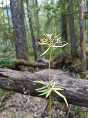 Valeriana transjenisensis