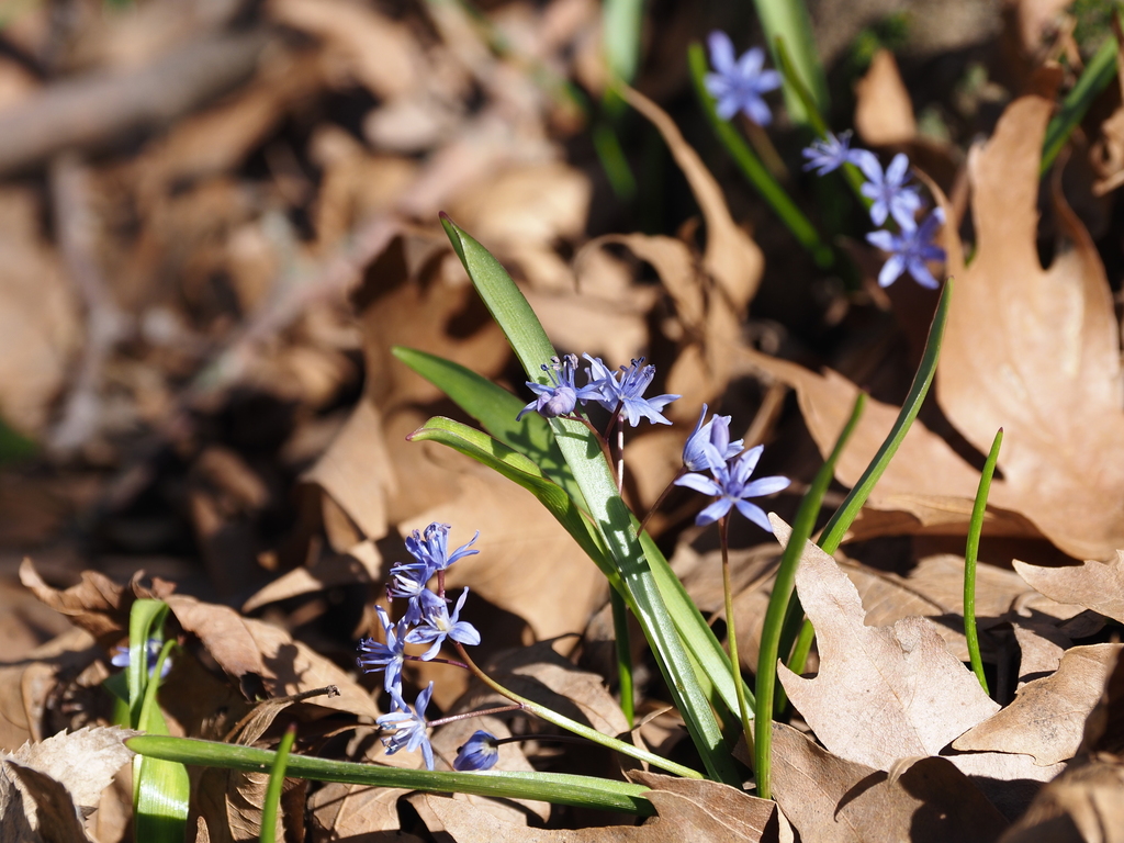Scilla reuteri