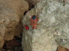 Probergrothius scutellaris