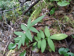 Valeriana transjenisensis