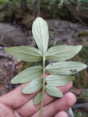 Valeriana transjenisensis