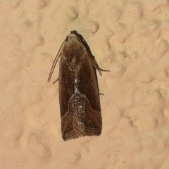Micrathetis dasarada