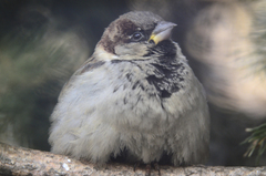 Passer domesticus