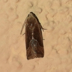 Micrathetis dasarada