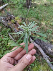 Artemisia lagocephala