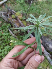 Artemisia lagocephala