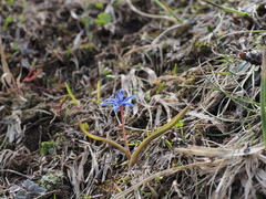 Scilla subnivalis