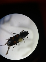 Glischrochilus quadripunctatus