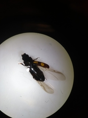 Glischrochilus quadripunctatus