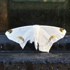 Sericoptera