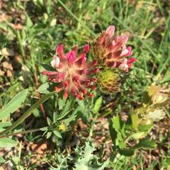 Anthyllis vulneraria maura