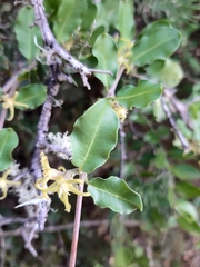 Fockea edulis