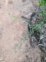 Fockea edulis