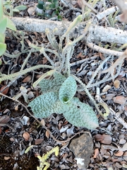 Ledebouria ensifolia