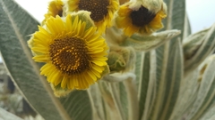 Espeletia pycnophylla