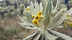 Espeletia pycnophylla