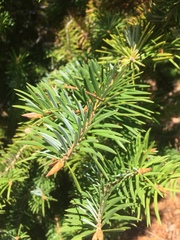 Abies bracteata