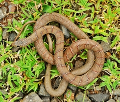 Platyceps plinii