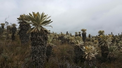 Espeletia pycnophylla