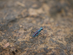 Jansenia azureocincta