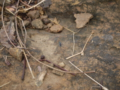 Jansenia azureocincta