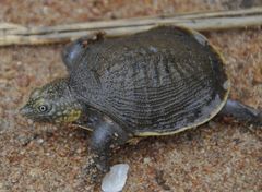 Sahelian Flapshell Turtle photo 2