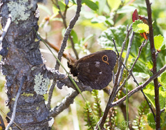 Erebia embla