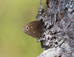 Erebia embla